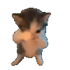 The catmeme